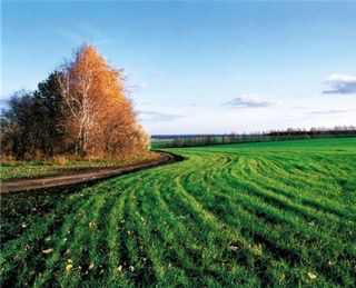 Аграрії задоволені станом посівів озимої пшениці на території Луганщини, непідконтрольній Україні